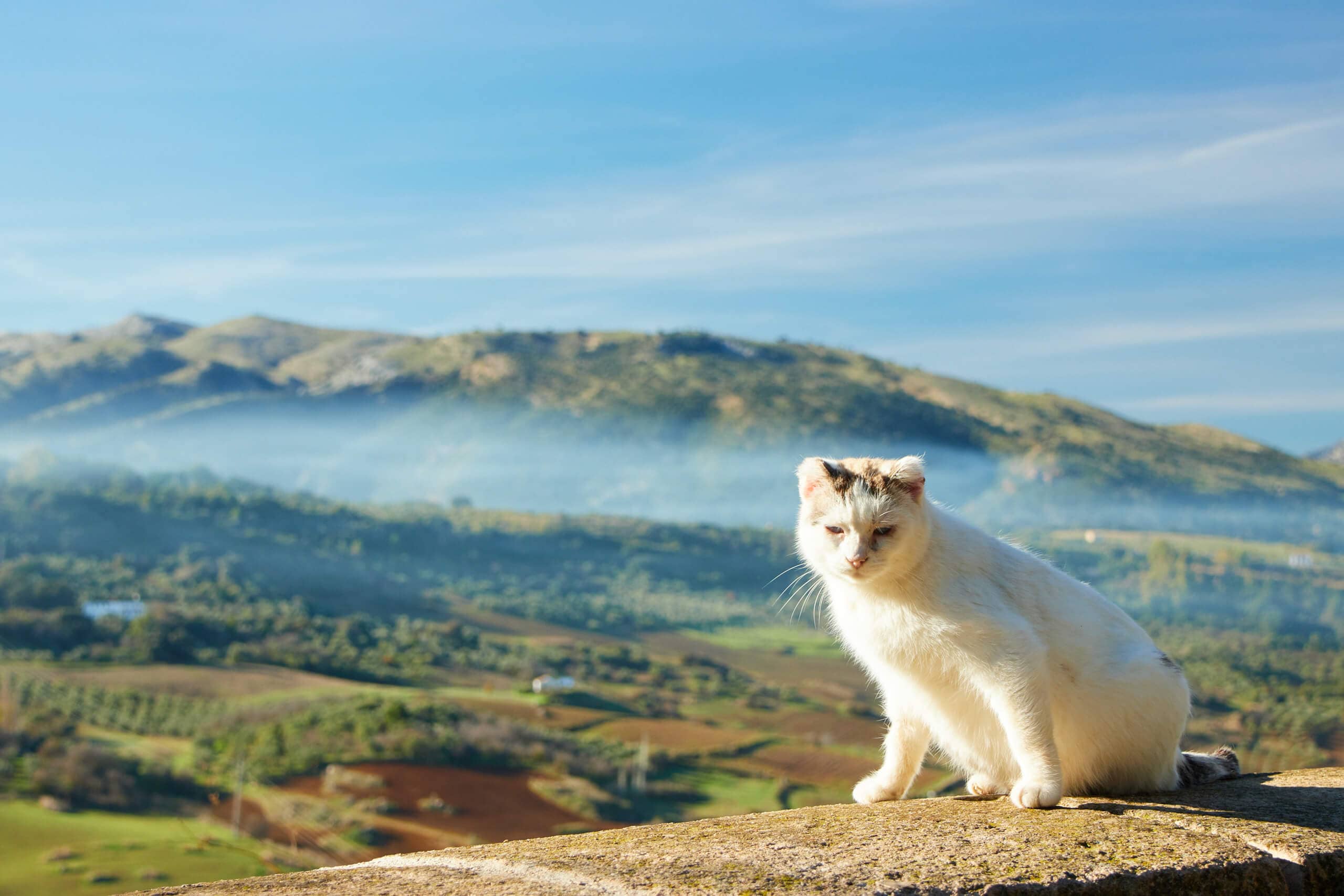 Cat sitting on a wall