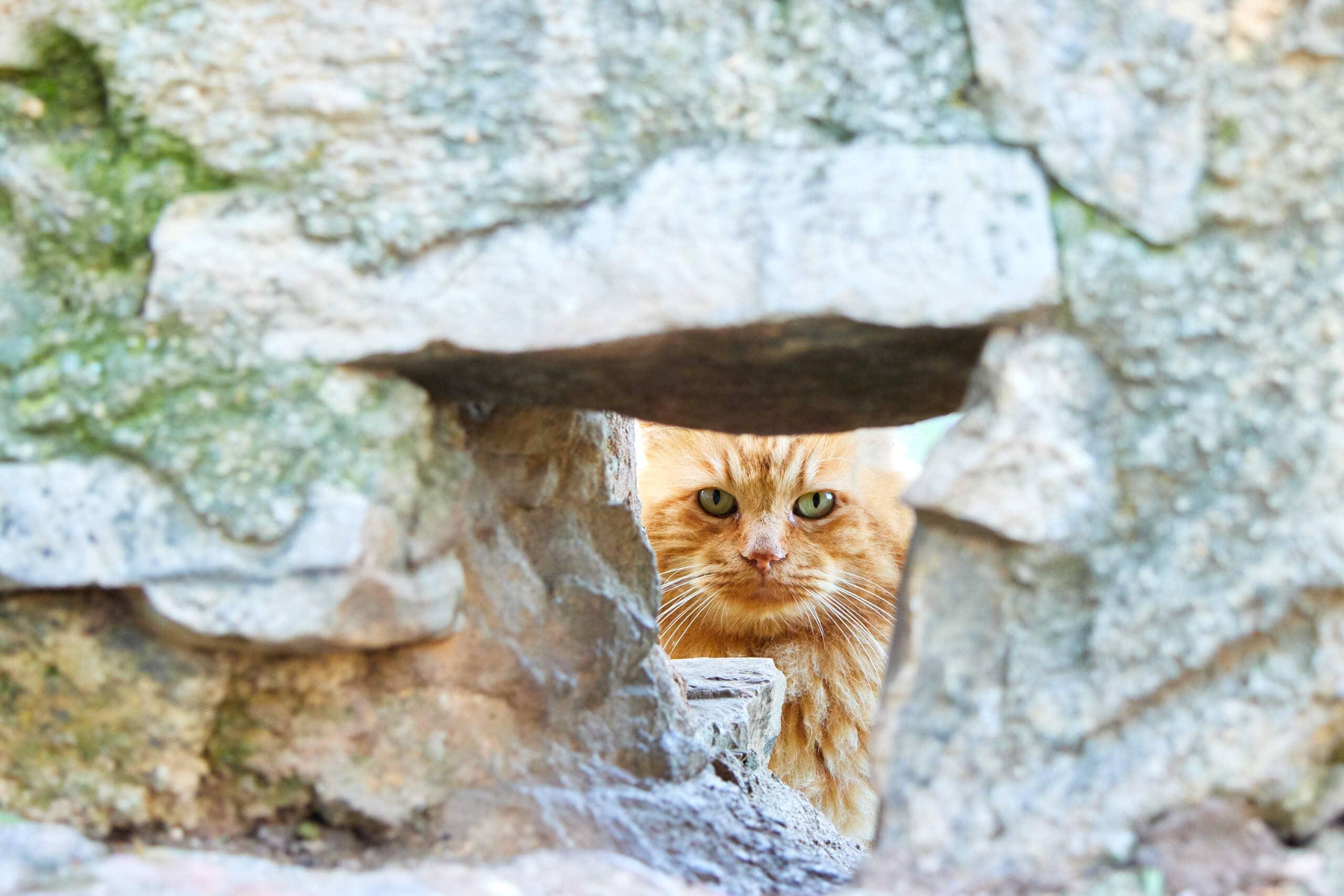 Cat looking through a hole in a wall