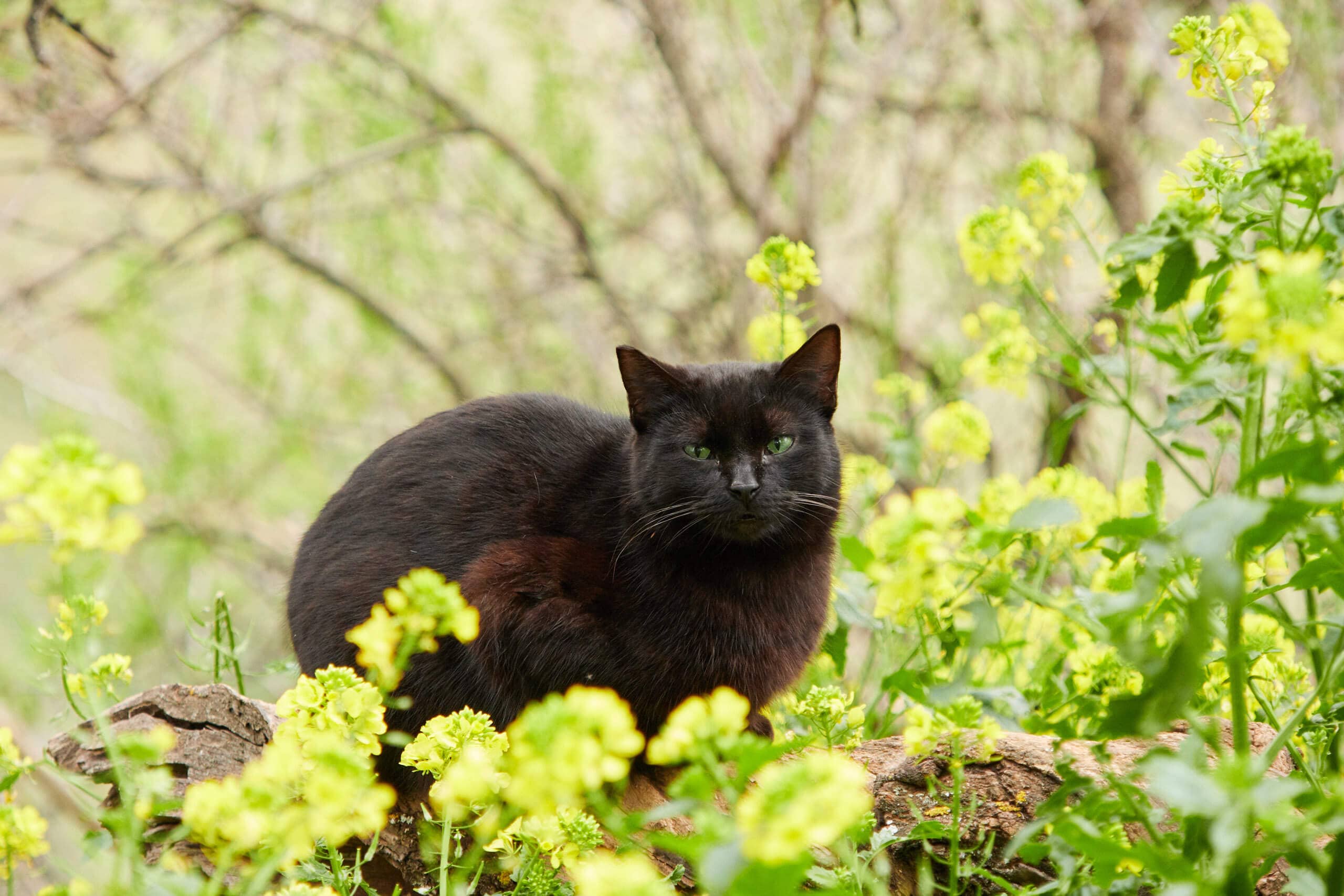 Cat sitting on a tree branch