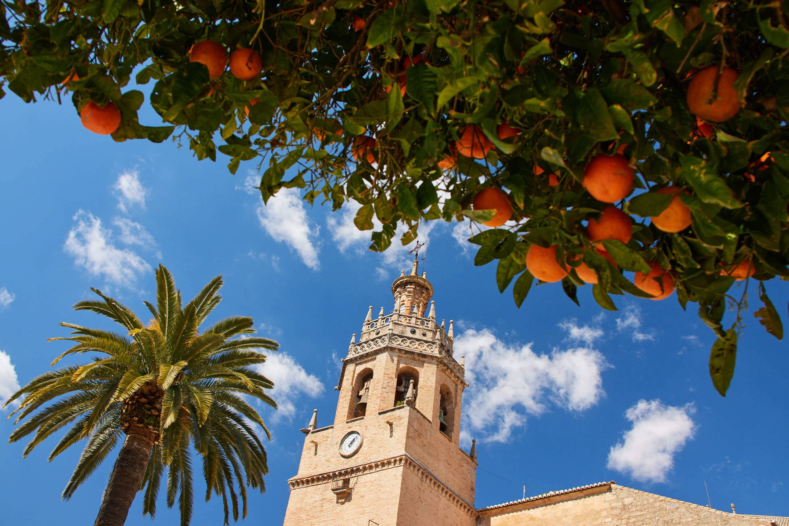 The Iglesia de Santa María la Mayor tower and orange trees