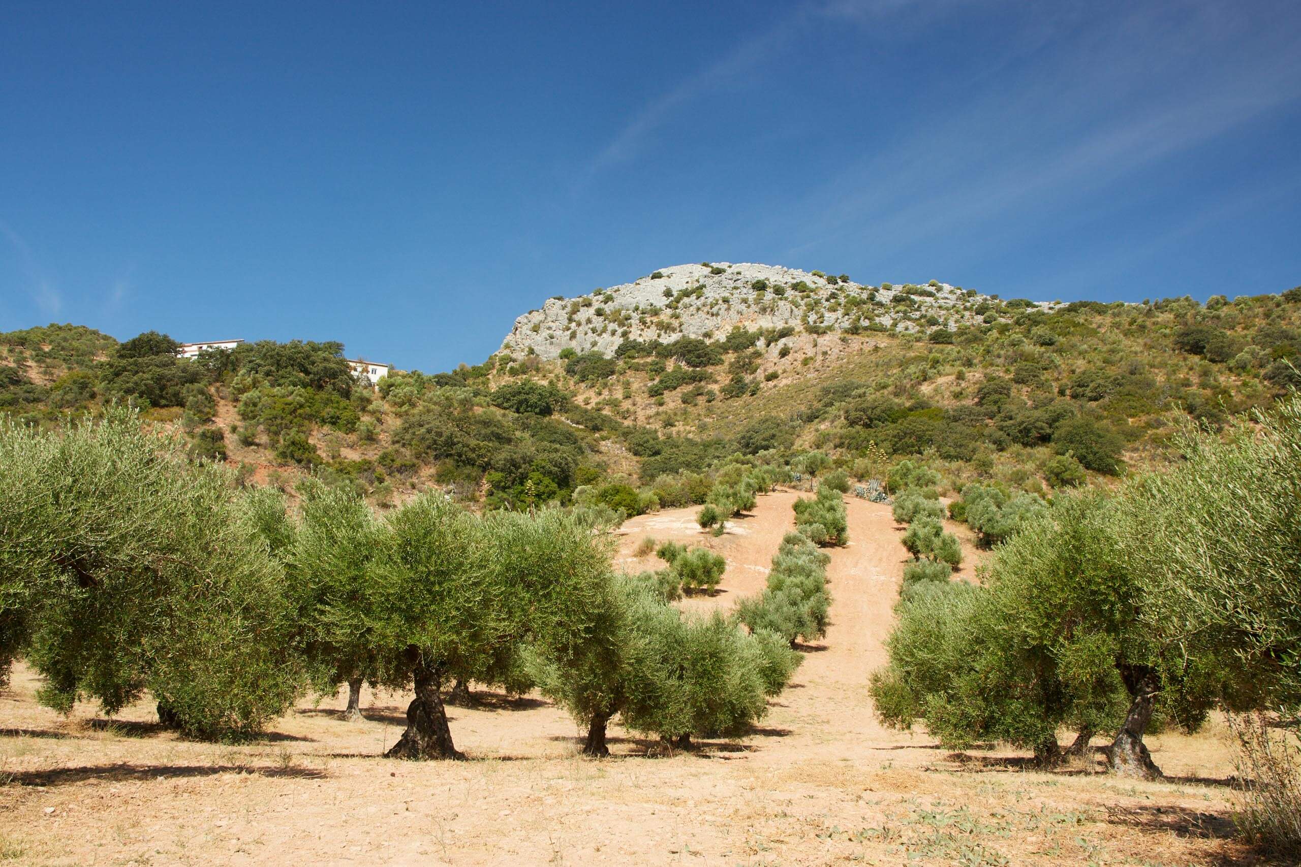 Olive groves in the Serranía de Ronda