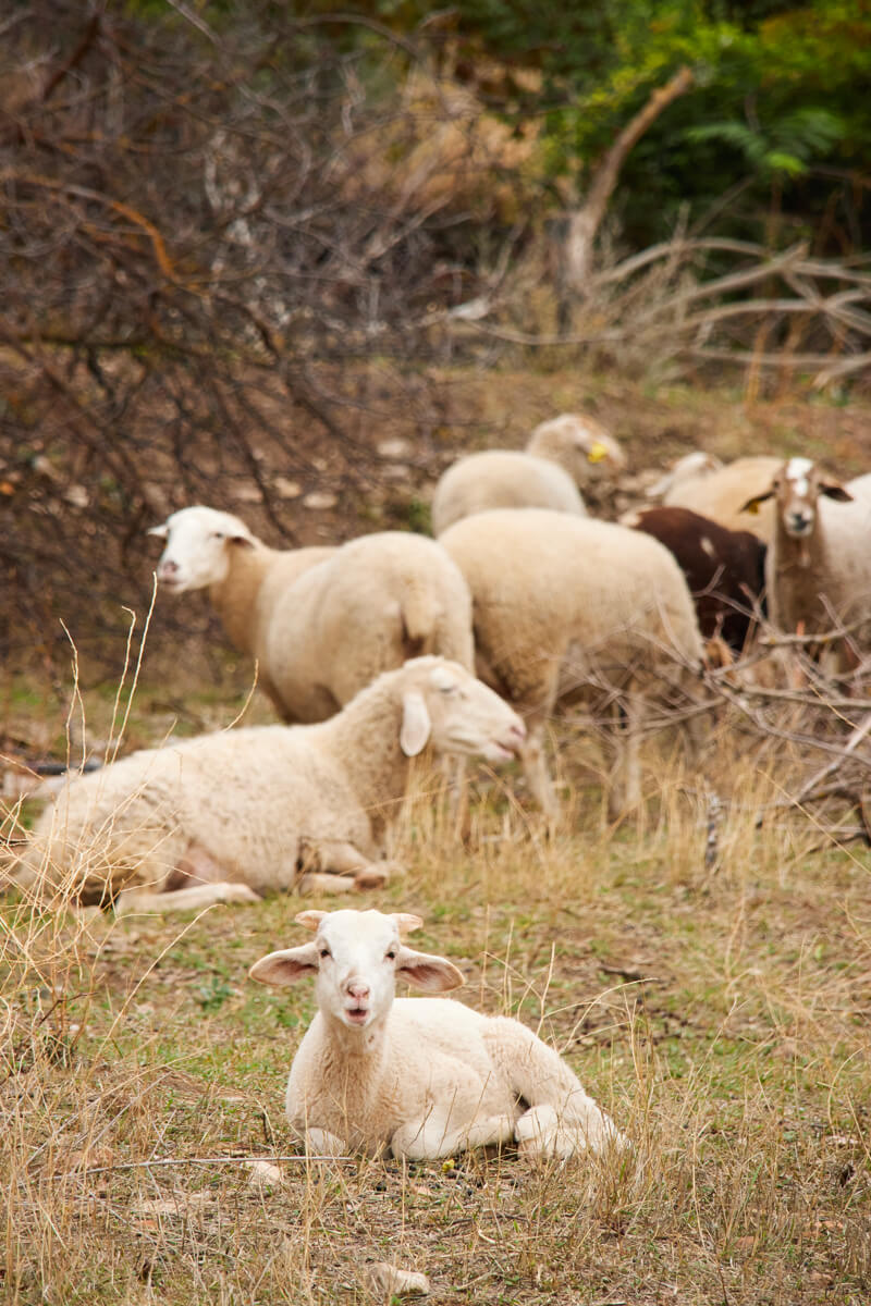 Sheep grazing in the Serranía de Ronda